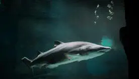 Плануєш закордонний відпочинок? Перевір карту розселення акул 2025 перед тим, як зануритись