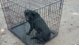 Стерилизация на словах! В Мариуполе ловят и убивают собак