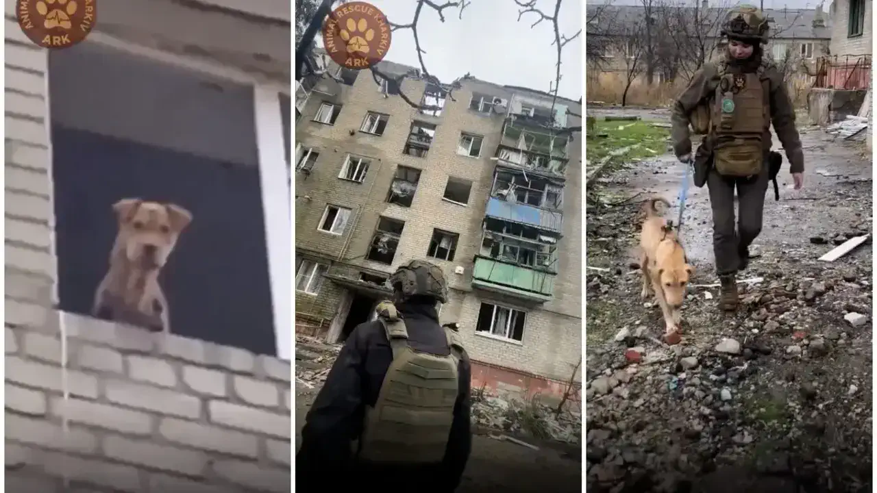 Собака месяц выживала без еды в разрушенном доме в Донецкой области: детали героического спасения
