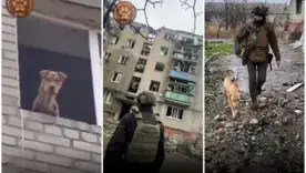 Собака месяц выживала без еды в разрушенном доме в Донецкой области: детали героического спасения