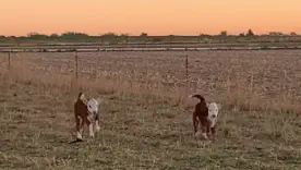 смешные видео з животными