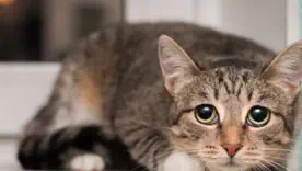 7 признаков, что ваша кошка чувствует себя частью семьи и полностью доверяет