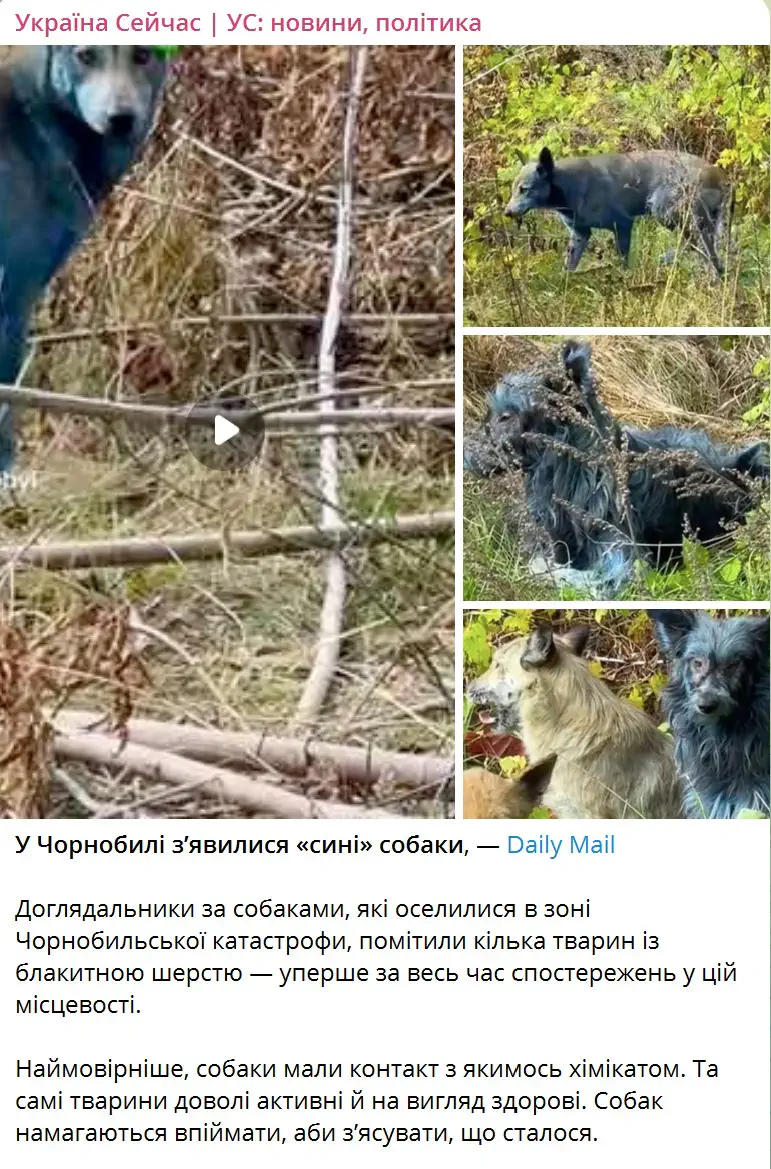 В Чернобыле появились «синие» собаки