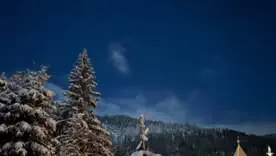 Вежа ведмежа/Фото: Instagram @vezha_vedmezha