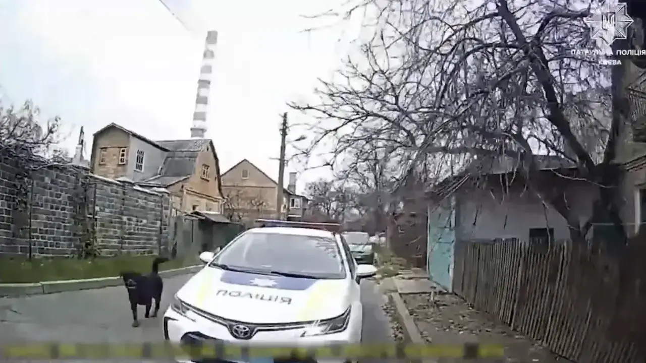 Патрульный застрелил собаку – пользователи разделились на 2 лагеря (ВИДЕО)