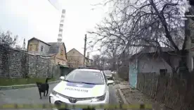 Патрульный застрелил собаку – пользователи разделились на 2 лагеря (ВИДЕО)