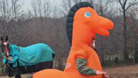 смешные видео з животными