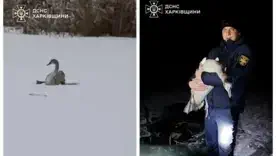 Кожне життя має значення! ВІДЕО, як рятувальники визволяли птахів зі смертельної пастки
