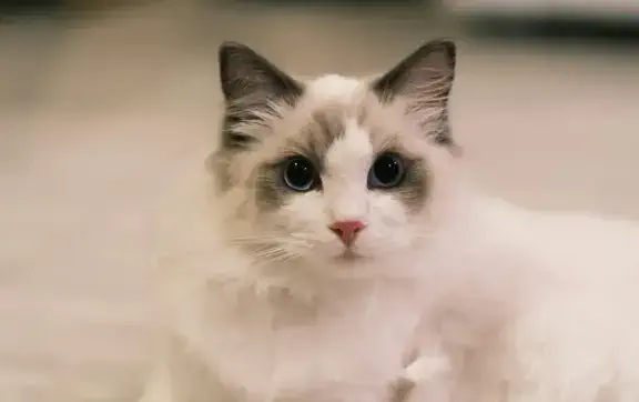 Від скромного "шнурочка" до королівського шлейфу: неймовірна історія еволюції котячого хвоста