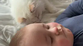 смешные видео з животными