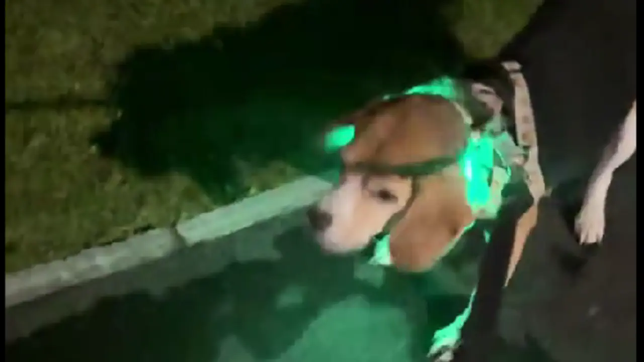 смешные видео з животными