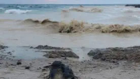 24 декабря на побережье пляжей Одесской области и в море обнаружены пятна, похожие на растительное масло