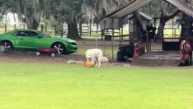 смешные видео з животными