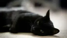 Посмотрите, как глухой котик Оттер общается с миром с помощью самых милых звуков