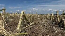 Вражаючі кадри наслідків сильного граду та ураганного вітру у Полтавській області 12 липня 2025 року