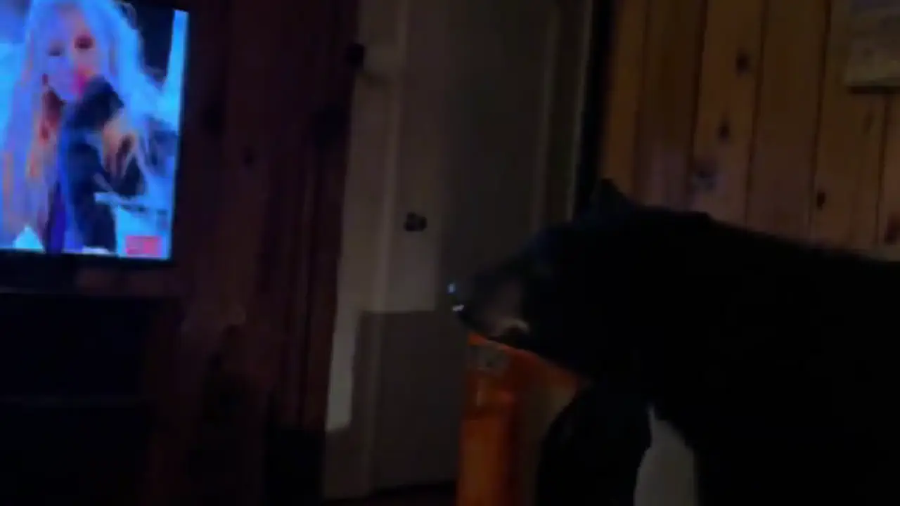 смешные видео з животными