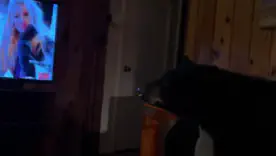 смешные видео з животными
