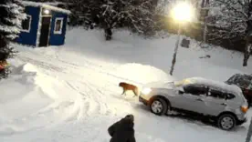 переехал собаку на Львовщине 