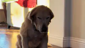 смешные видео з животными