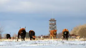 Беремицкое 