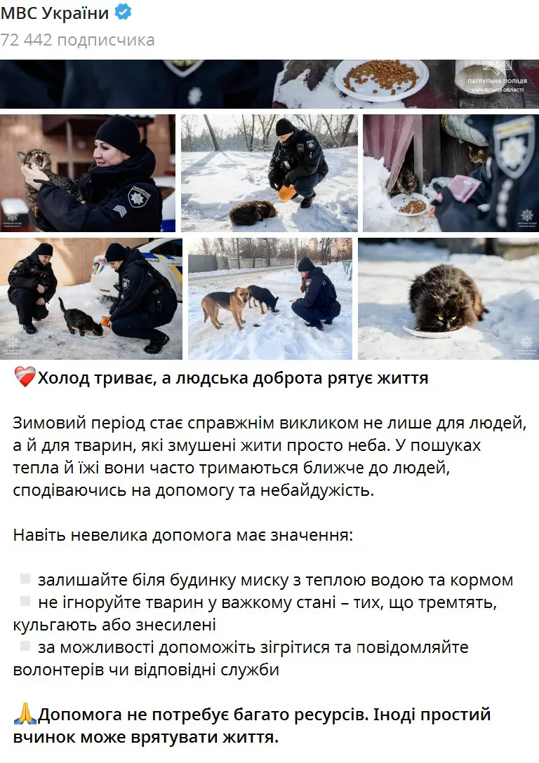 Зимовий період стає справжнім викликом не лише для людей, а й для тварин, які змушені жити просто неба