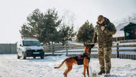 6 правил допомоги собаці під час обстрілів та поради щодо підготовки укриття