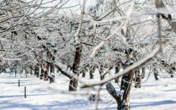 3–7 лютого: синоптична ситуація у столичному регіоні буде неоднорідною та розділиться на два контрастні етапи