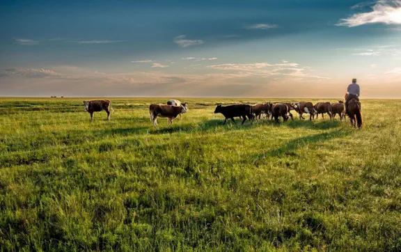 Разнообразие видов растений играет ключевую роль в стабильности пастбищ в засушливых зонах.