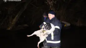 Рятувальники та небайдужі містяни евакуювали пухнастиків з притулку "Бім"/Фото: ДСНС
