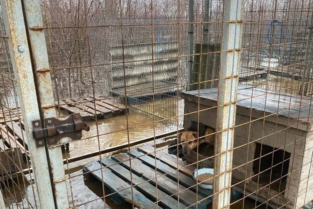 Наслідки затоплення у притулку "Бім"/Фото Оксана Литвинова