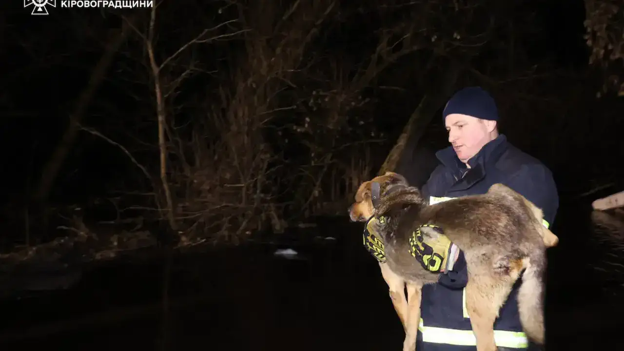 У Кропивницькому рятувальники та містяни на руках виносили тварин із затопленого притулку. Фото
