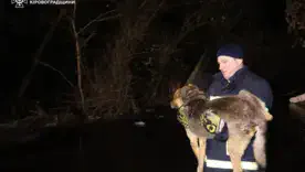 В Кропивницком спасатели и горожане на руках выносили животных из затопленного приюта. Фото