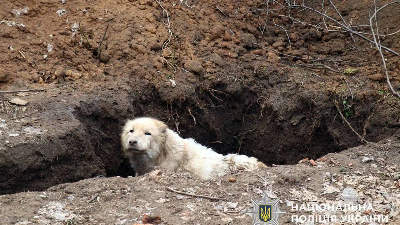 Поліцейські “Білі янголи” та волонтери врятували покинутого алабая з-під обстрілів
