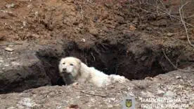Поліцейські “Білі янголи” та волонтери врятували покинутого алабая з-під обстрілів