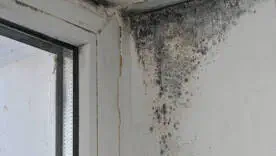 Радикальное удаление: что именно остановит распространение грибка дома