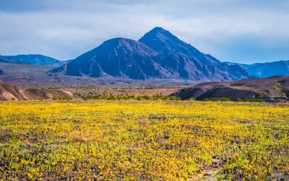 В первые дни марта началось массовое цветение растений в Долине Смерти (США).
