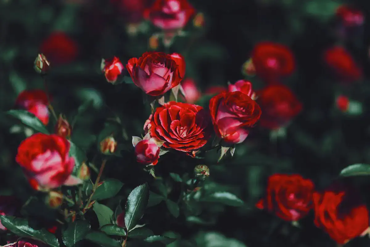 Фото: Unsplash