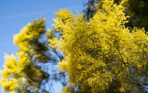 "Купите веточку мимозы, обязательно без сдачи": энергопрактик рассказала, как жить 6–12 марта