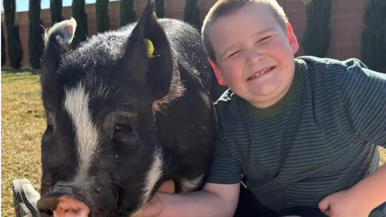 Как спасти свинью от аукциона? Лайфхак от 10-летнего Никсона, взорвавшего TikTok