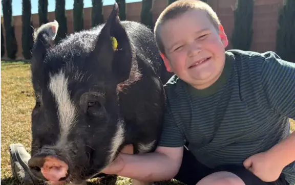 Как спасти свинью от аукциона? Лайфхак от 10-летнего Никсона, взорвавшего TikTok
