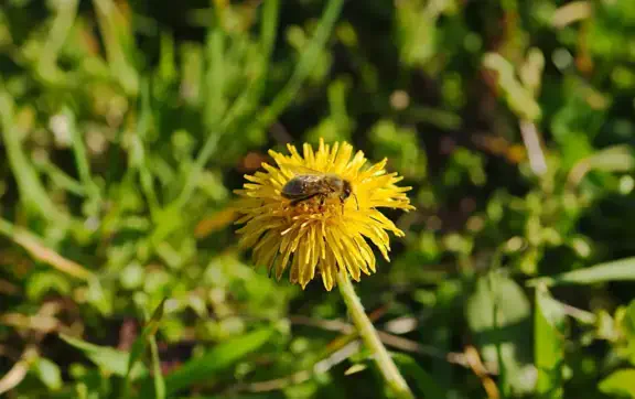 Почему не стоит косить одуванчики и обрезать стебли в марте: советы экспертов
