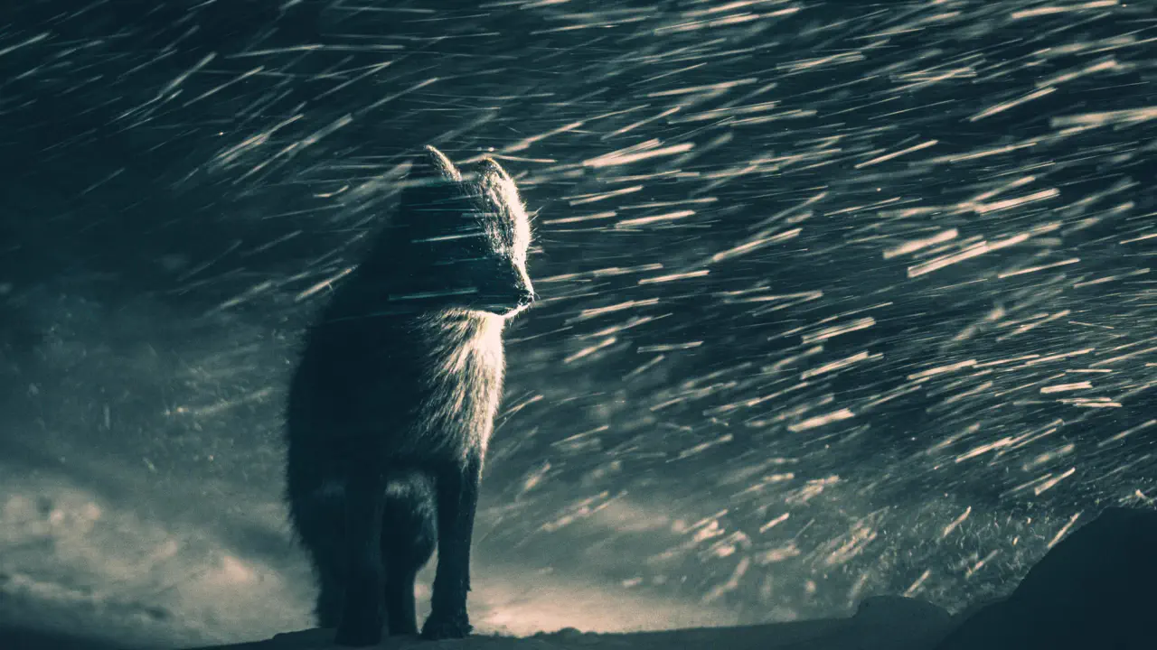 Арктичний лис-привид виграв категорію Wildlife в Sony Awards 2026 (ФОТО)