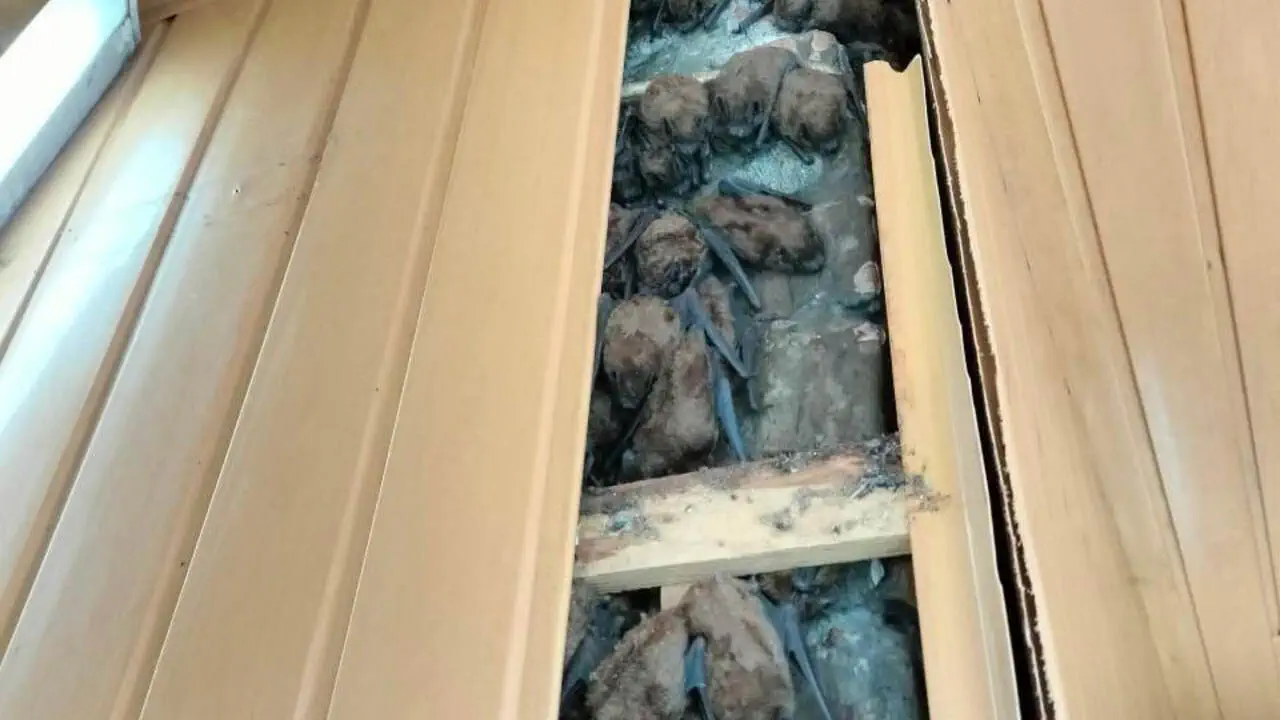 У обшивці балкона харківської квартири знайшли колонію з понад 900 кажанів