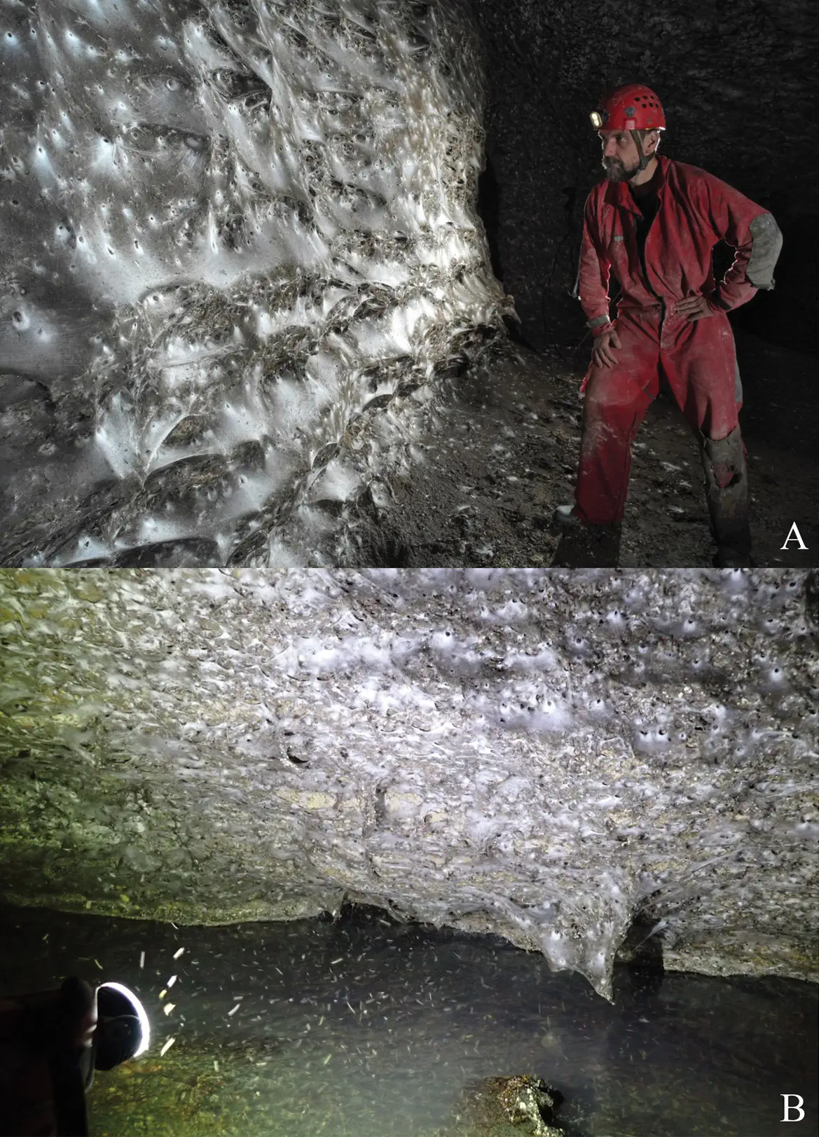 Фото: Subterranean Biology