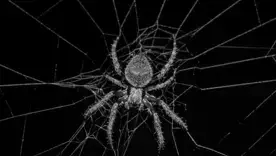 The Last of Us в реальной жизни: ученые обнаружили пауков, маскирующихся под покрытый плесенью труп