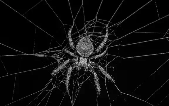 The Last of Us у реальному житті: вчені виявили павуків, що маскуються під вкритий пліснявою труп