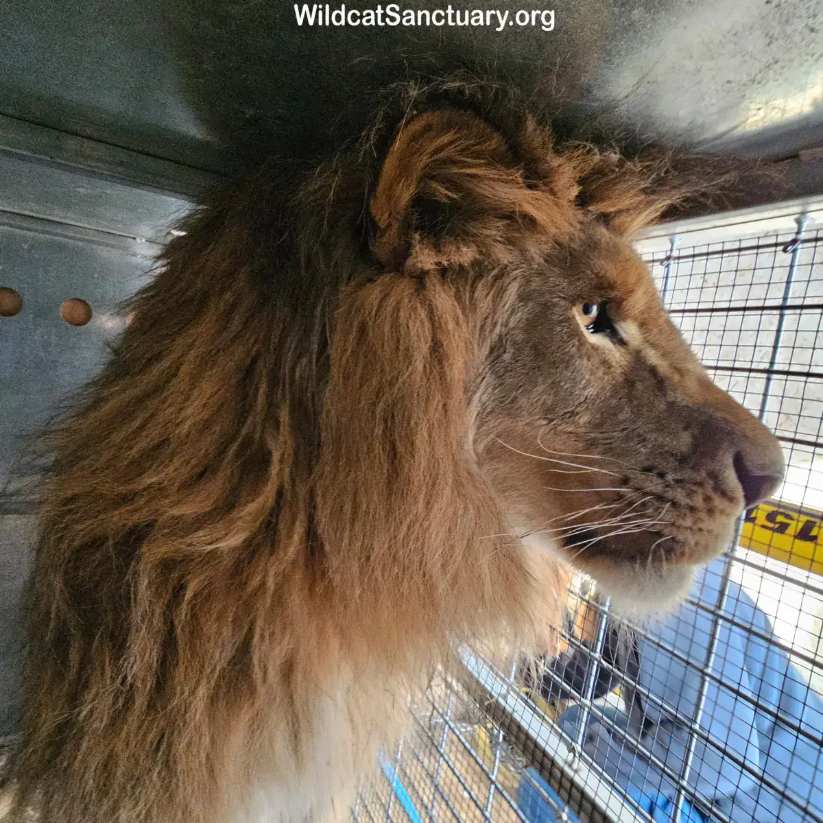Фото: Wildcat Sanctuary