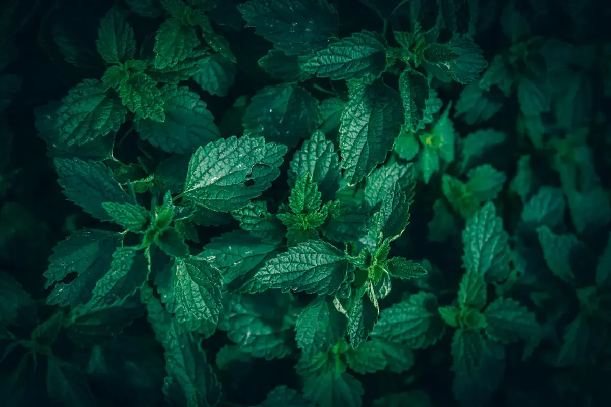 Фото: pexels