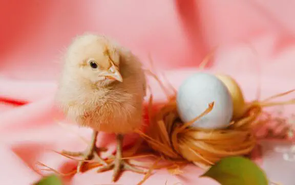 "Пасха золотая по цвету, вкусу и цене ингредиентов": 150-летний рецепт украинской пасхи