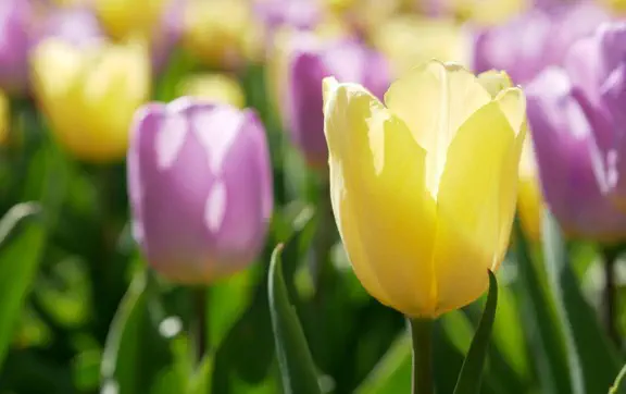 На следующей неделе ожидается постепенное потепление, местами пройдут дожди и возможен слабый туман.